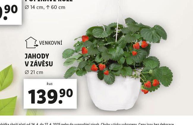 JAHODY V ZVSU