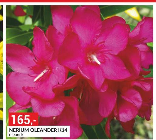 NERIUM OLENADER
