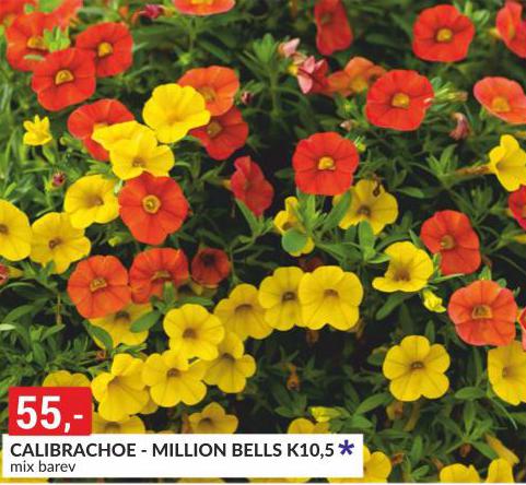 CALIBRACHOE - MILLION BELLS