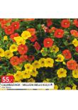 CALIBRACHOE - MILLION BELLS