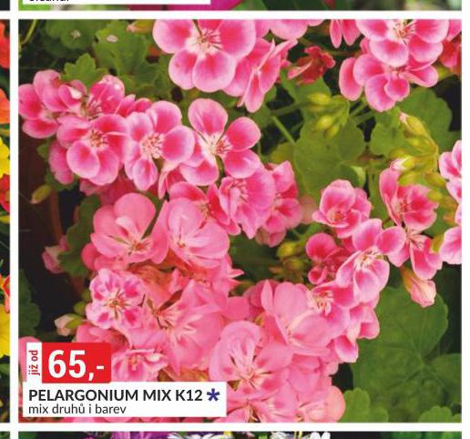 PELARGONIUM MIX