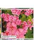 PELARGONIUM MIX