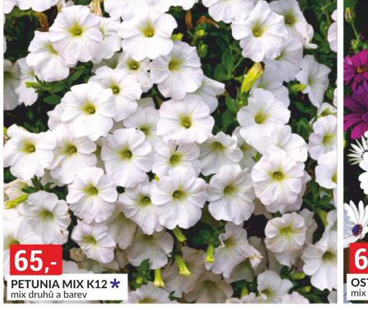PETUNIA MIX