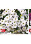 PETUNIA MIX