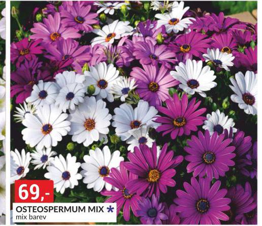 OSTEOSPERMIM MIX