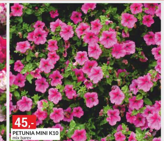 PETUNIA MINI