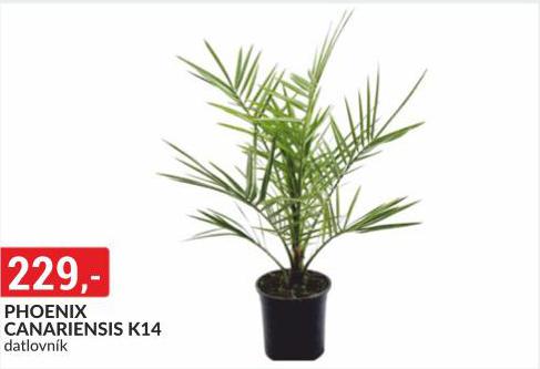 PHOENIX CANARIENSIS