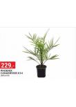 PHOENIX CANARIENSIS