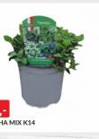 MENTHA MIX