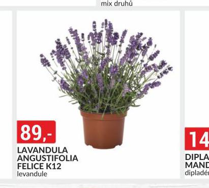 LAVANDULA