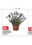 LAVANDULA