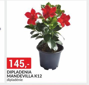 DIPLADONIA MANDEVILLA