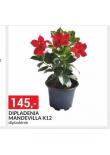 DIPLADONIA MANDEVILLA