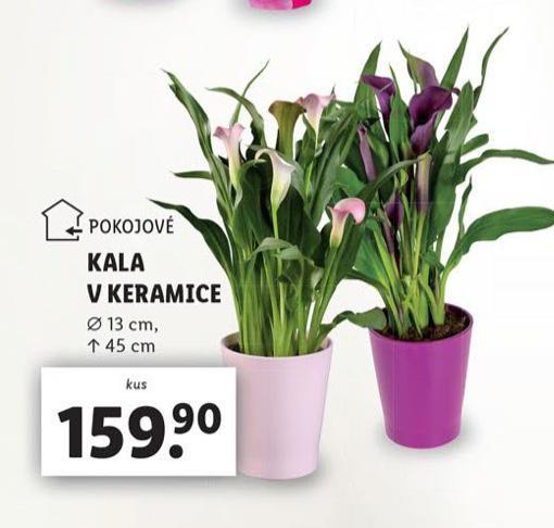 KALA V KERAMICE