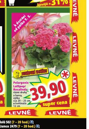 PELARGONIE