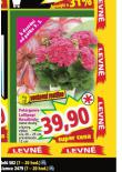 PELARGONIE