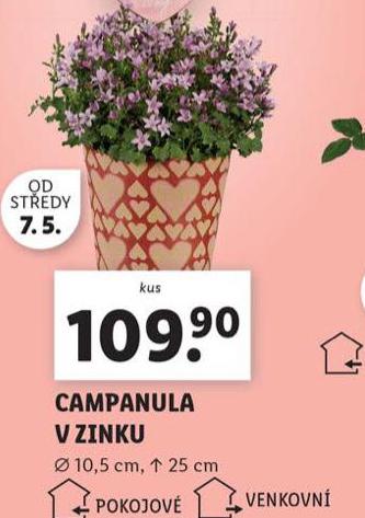CAMPANULA V ZINKU