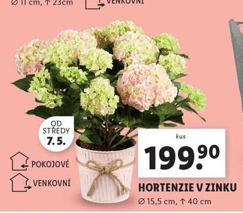 HORTENZIE V ZINKU