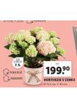 HORTENZIE V ZINKU