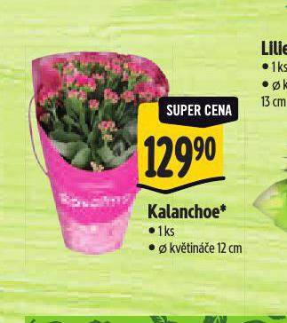 KALANCHOE