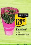 KALANCHOE