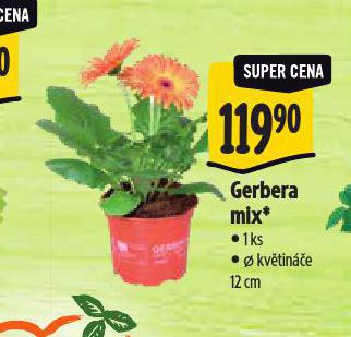 GERBERA MIX