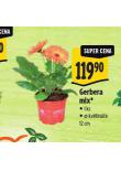 GERBERA MIX