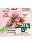 KYTICE TULIPNY