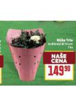 RَE TRIO