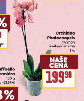 ORCHIDEA PHALAENOPSIS