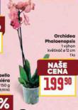ORCHIDEA PHALAENOPSIS