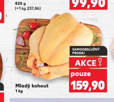 MLAD KOHOUT