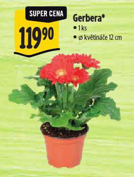 GERBERA