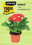 GERBERA
