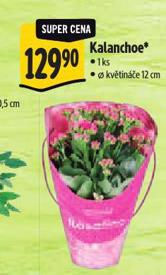 KALANCHOE