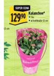 KALANCHOE