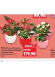 ANTHURIUM ANDREANUM V KERAMICKÉM KVĚTINÁČI VE TVARU SRDCE