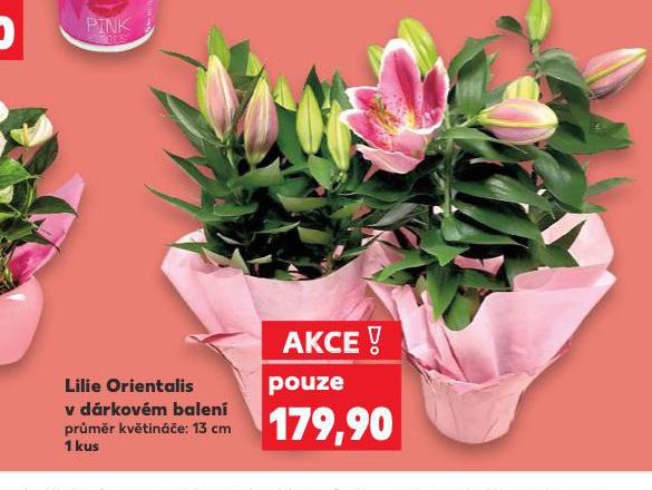 LILIE ORIENTALIS V DRKOVM BALEN