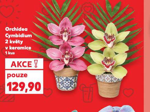 ORCHIDEA CYMBIDIUM 2 KVTY V KERAMICE