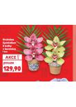 ORCHIDEA CYMBIDIUM 2 KVĚTY V KERAMICE