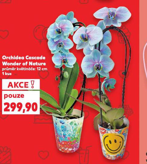 ORCHIDEA CASCADE WONDER OF NATURE