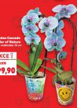 ORCHIDEA CASCADE WONDER OF NATURE