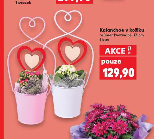 KALANCHOE V KOKU
