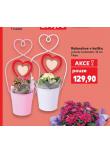 KALANCHOE V KOŠÍKU