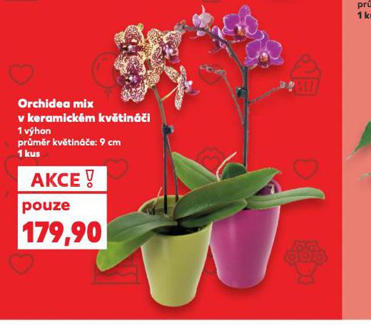 ORCHIDEA MIX V KERAMICKM KVTINI