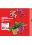 ORCHIDEA MIX V KERAMICKÉM KVĚTINÁČI