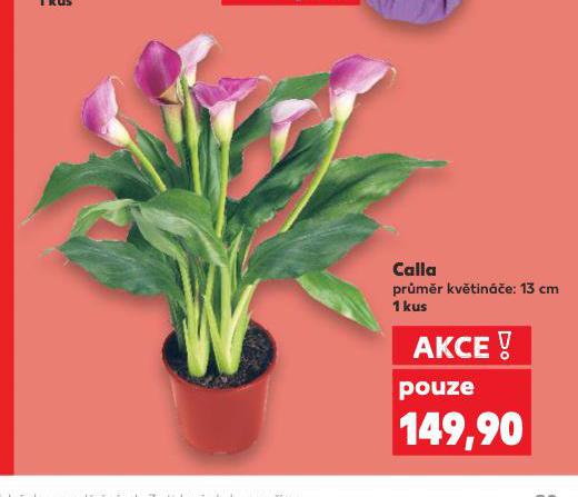 CALLA