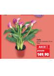 CALLA