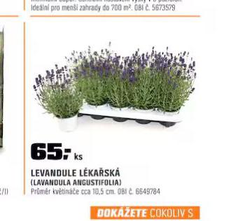 LEVANDULE LKASK