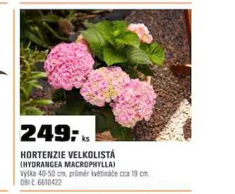 HORTENZIE VELKOLIST